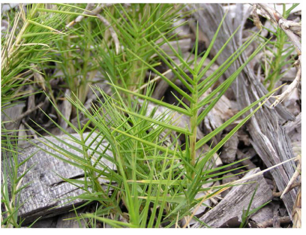 Australian Saltgrass_Distichlis distichophylla_1.jpg